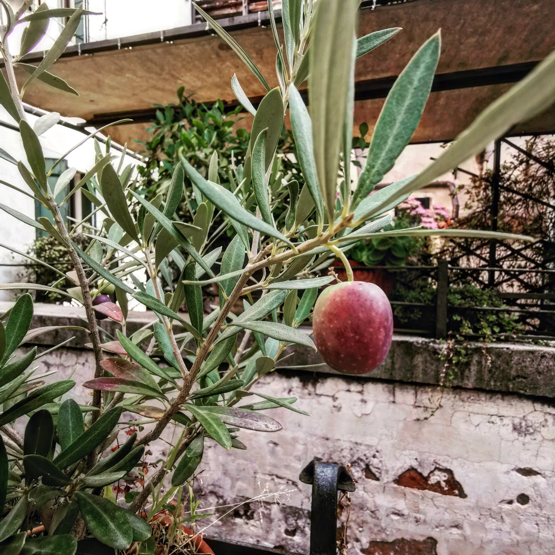 cooking classes- olive tree